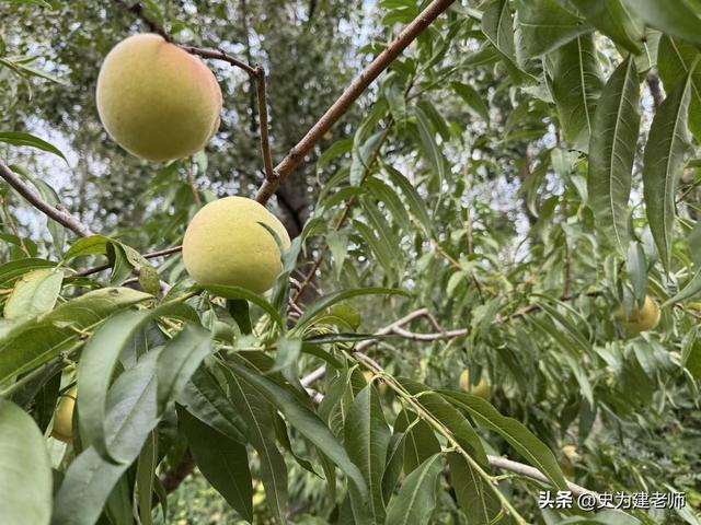 故乡丰县：游微山湖，感自然之美（散文）