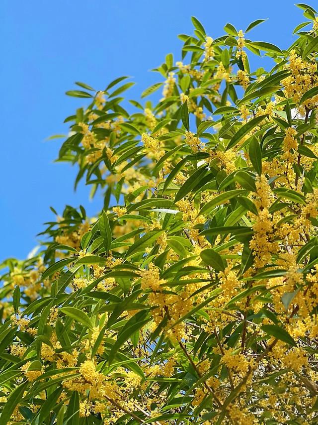 新津的桂花第一波开了！PONG࿐香࿐