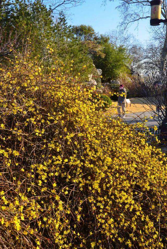 济南的春天，从一抹金黄开始！