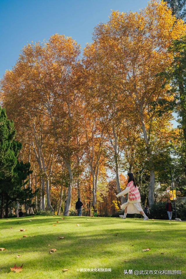 晴晴晴晴晴晴晴晴，东湖彩叶美出新高度！