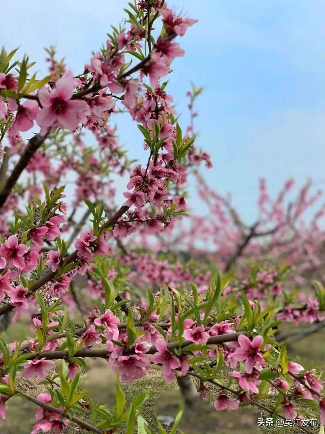 一起赏花去！吴江春日出游计划→
