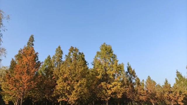 秋去冬来，邀您看红荷湿地的层林尽染，落叶如诗~~~