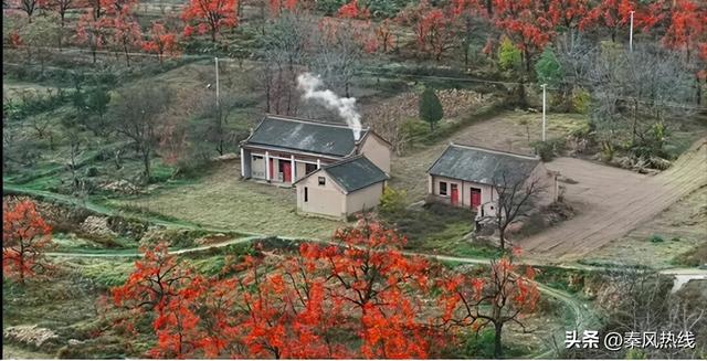 彬州市罗店村：红色染秋山 八方游客聚此共赴“盛柿之约”