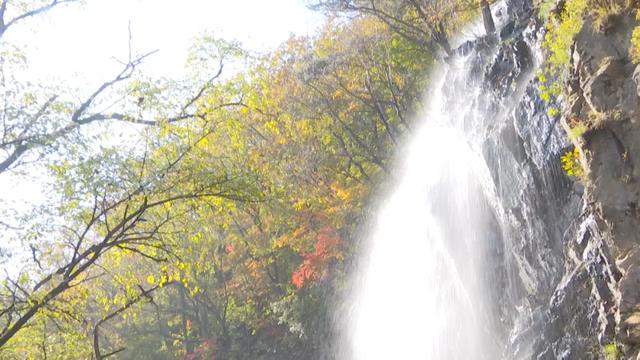 关门山“枫王”迎来最佳观赏期