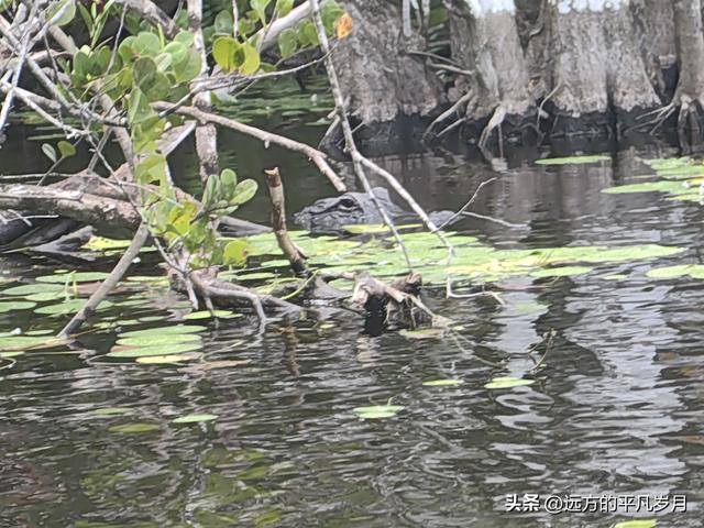 大沼泽地美国国家公园（迈阿密游记三）