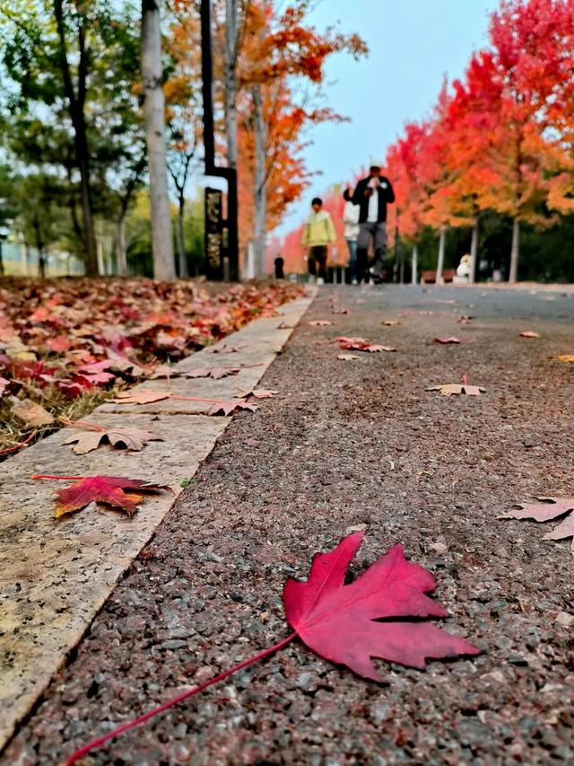 “枫”景正好！开封最美秋色已上线！