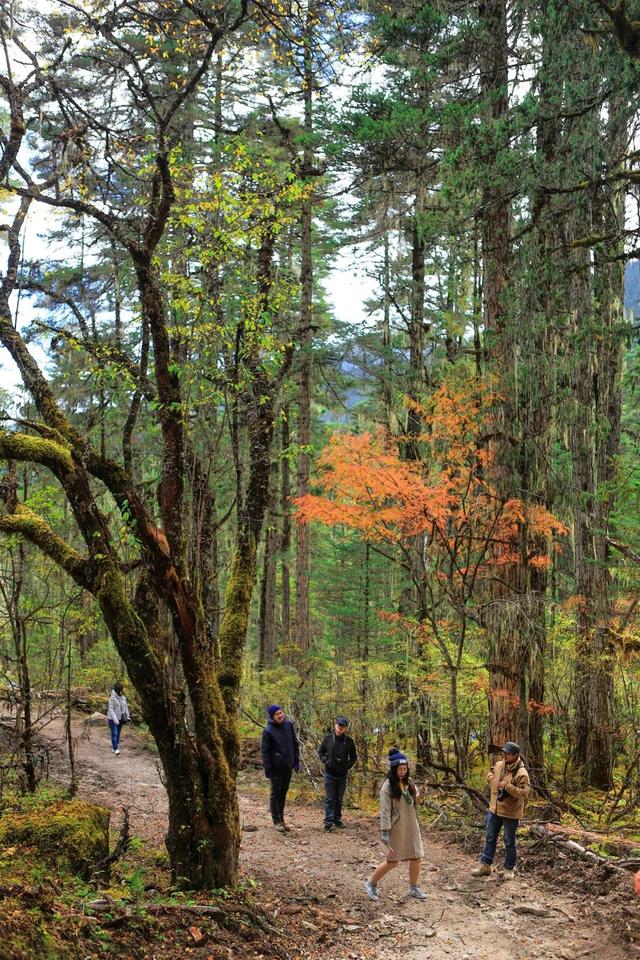 墨脱：藏在雪山云雾中的“莲花”，每个旅人心中的诗和远方
