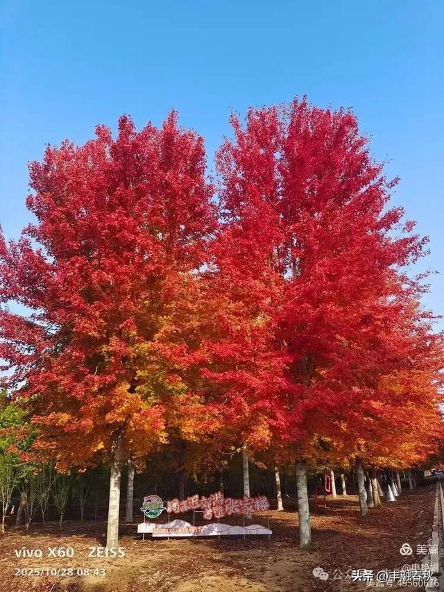 丹枫映秋，枫彩满楼｜申艳娟