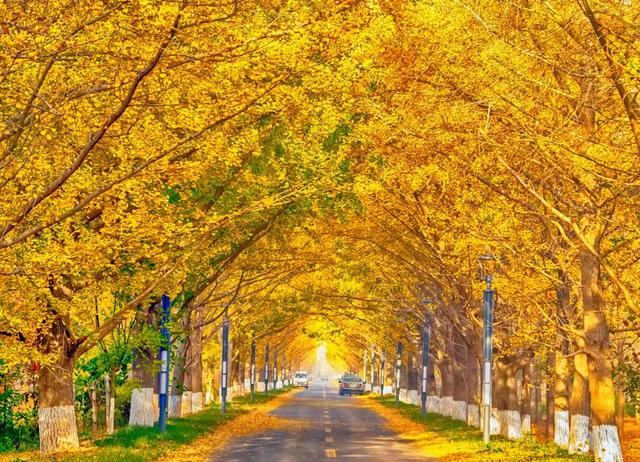 领取限定“杏”运！抓紧来看金色山东