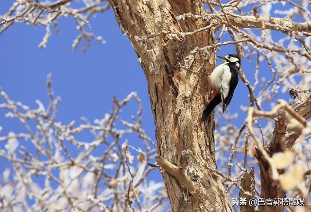 轮台胡杨林雾凇美出圈！这个冬天等你来打卡