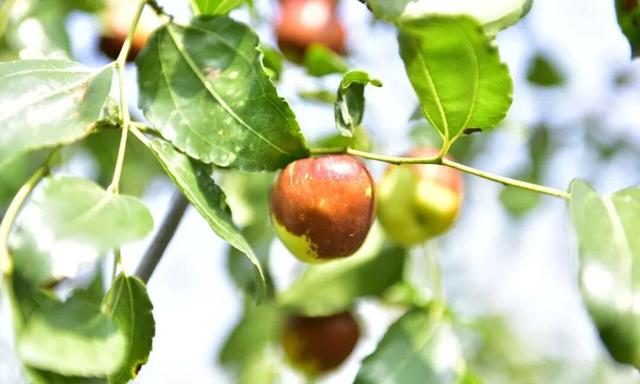 五感聊秋 | “鲁超”游聊城 品味盛满【香触】的黄运秋日