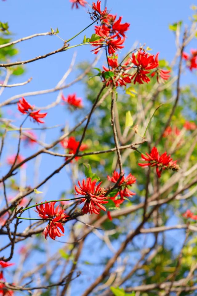 春色满园！东湖公园花开正当时，等你来邂逅