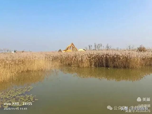 苇风载秋,鹤影映波——河北黄骅南大港湿地的初冬漫游| 申艳娟