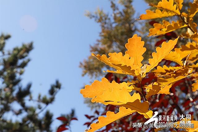 黄花公园秋意深 游客笑语映秋云