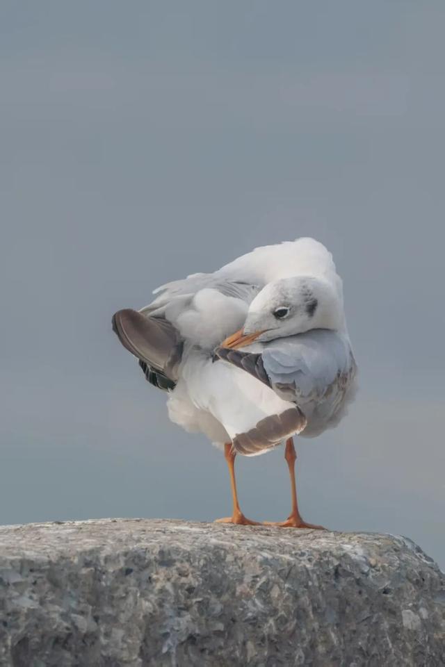 鸥！来了！“鸥”遇点位请收藏→🤳🤳🤳