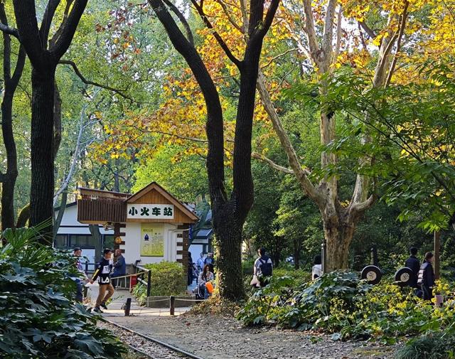上海共青森林公园秋日攻略：5处精华点位+避坑指南，打卡油画秋景