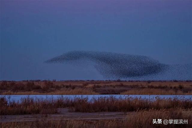 黄河口的“鸟浪”奇观频频出圈!四条经典观鸟线路出炉