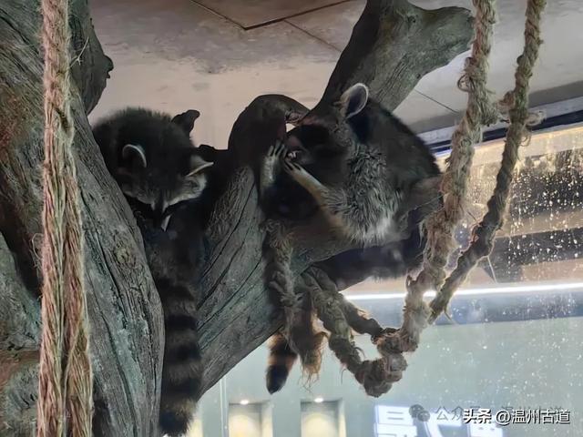 温州这个以畲族始祖命名的4A级景区，秘藏着一座“生物王国”！