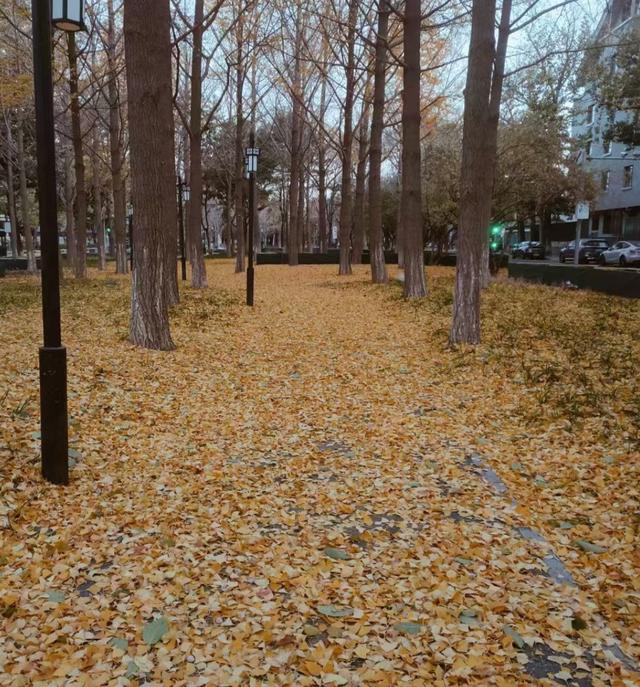 王林平随笔《初冬的追求》