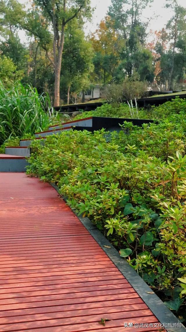 赶紧收藏！森林公园3大玩法新鲜出炉