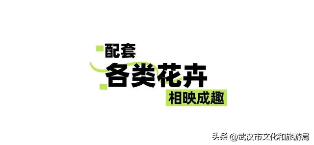 赏花正当时｜万花齐放！武汉这片金色进入最佳观赏期！