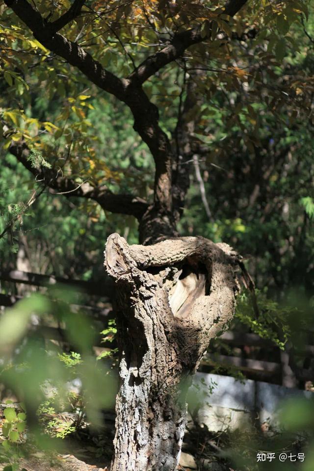 在八大处，寻到了北京最美的秋