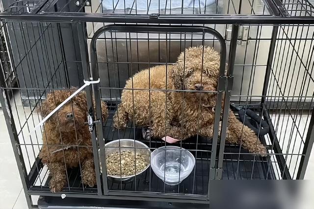 主人搬家把2只狗遗弃，狗狗守着行李不愿离开，它们还在等主人