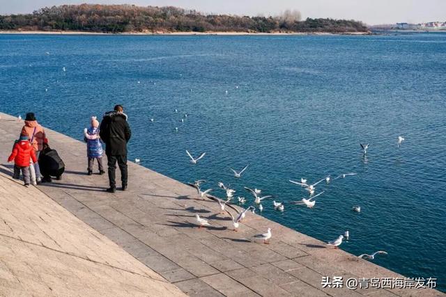 “鸥”耶！西海岸来了一批“老朋友”！
