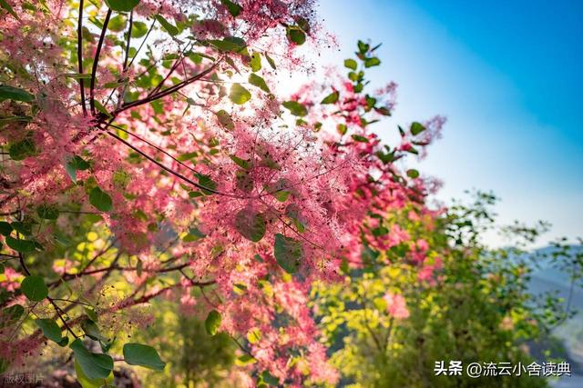 黄栌，被称为“皇帝树”，是它撑起香山红叶的美，秋天的颜值担当
