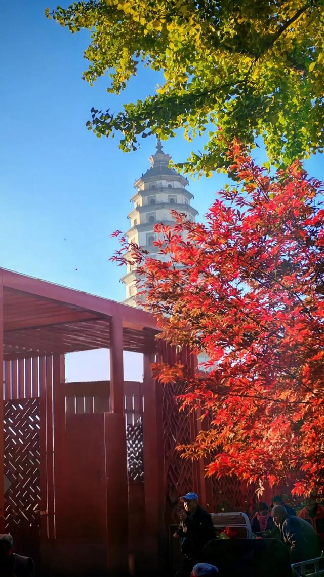 打卡定州限定秋景！