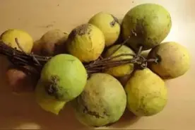 《山海经》的动物不好理解，植物总是真的吧，今天介绍一种图片