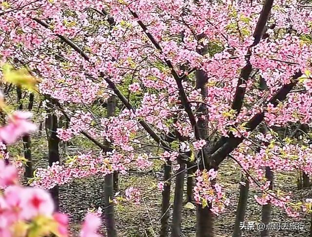 成都附近千亩樱花开了，漫山遍野粉色云霞，超级漂亮，不要门票！