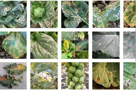 白菜白斑病、甘蓝环斑病——两种当前正在发生的病害图片