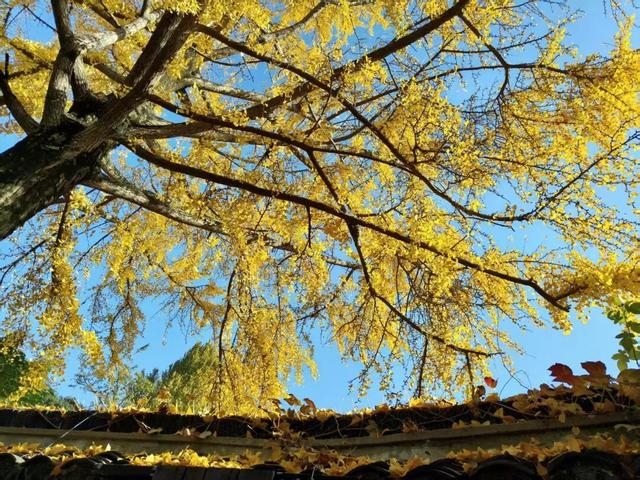 快来如皋打卡，错过就要等一年了🤩🤩🤩