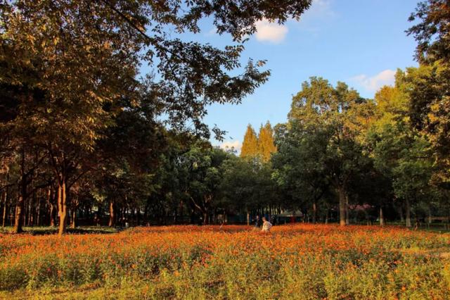 周五宠粉日|3条宝藏慢跑路线解锁秋日运动活力,文末还有海湾国家森林公园门票相赠!