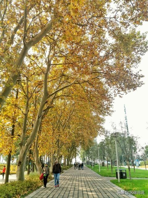 武汉不止这五千亩红叶，最大赏秋地绝了！