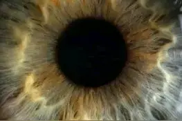 肉眼， 天眼， 法眼， 慧眼， 佛眼图片