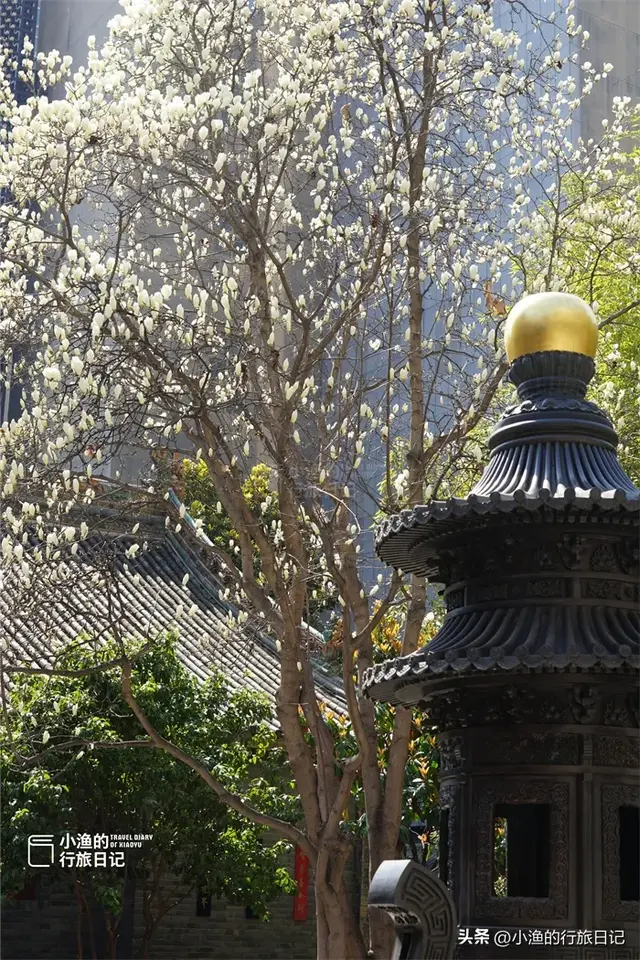 别去广仁寺挤了！西安小众古寺，藏着全城最高的玉兰，人少景美