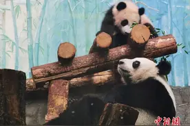 首只在俄出生大熊猫“喀秋莎”首次与公众见面图片