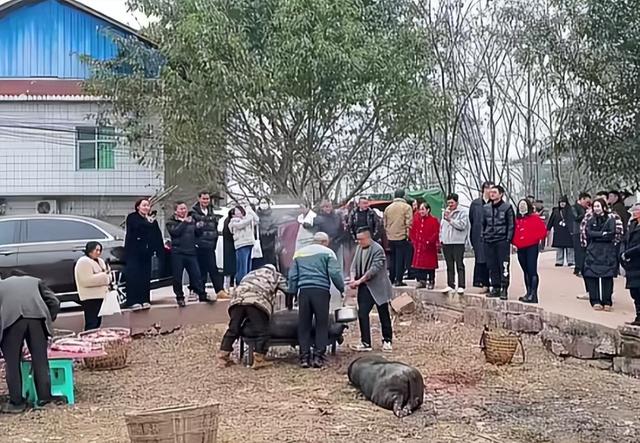 千人杀年猪爆火才几天，令人恶心的一幕就发生了	，网友：吃相难看