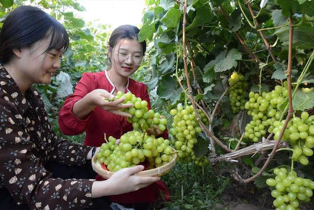 “‘枣’想遇见你”滨州“枣”味采摘路线 | 沾化冬枣、苹果、葡萄……来滨州，为你的假期“加buff”