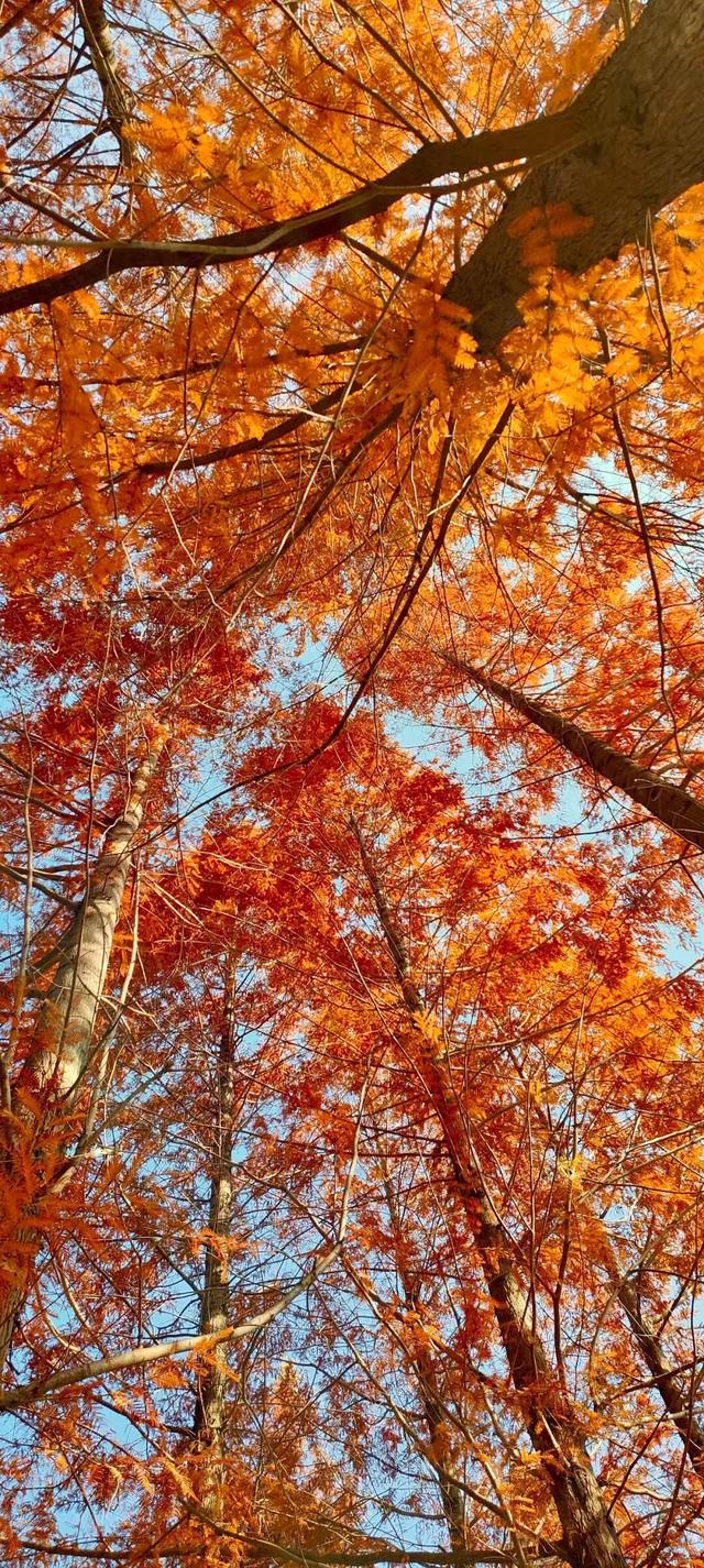 寻美薛城丨斑斓醉人！水杉披“红装”，冬日里的诗意画卷！