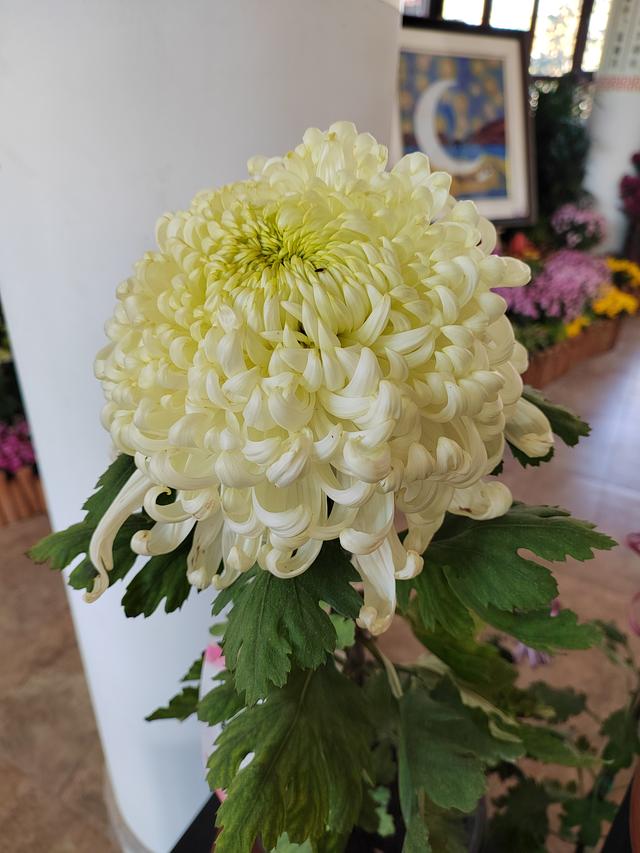 甘州府城菊花飘香