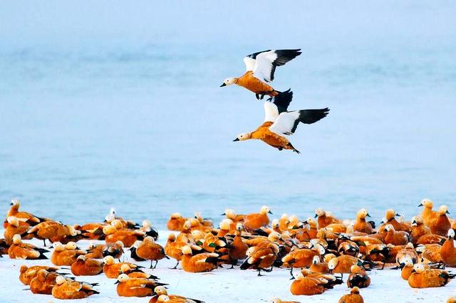 北国江城，雾凇之都，中国B型城市旅游指南之吉林