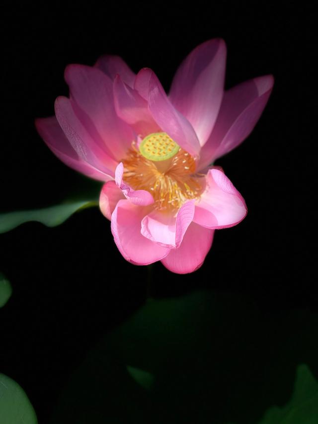 夏日西湖，8月9日。