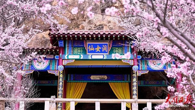 春日限定浪漫!灵丘北泉村藏着十里花海~