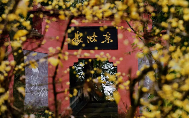 寒风再烈、冬日再冷，蜡梅照样艳压全场！