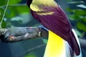 自然界里奇异多，鸟儿尾巴真奇特图片