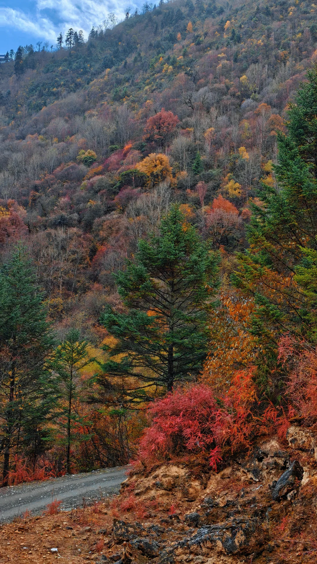 比光雾山好看，比米亚罗便宜！成都4h直达小众彩林0门票，红遍了