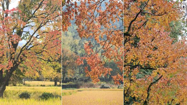乌桕红、稻田黄、白墙黛瓦：塔川，光看图已醉！